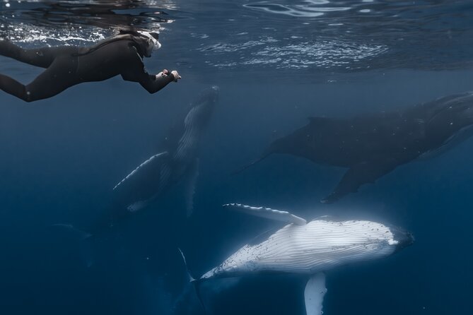 Whale Watching Shared Half Day - How the $270 price measures up