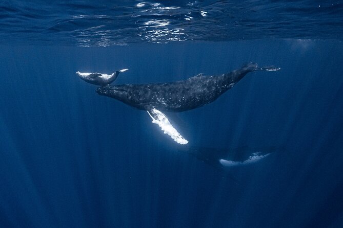 Whale Watching Shared Half Day - Who will enjoy this experience most