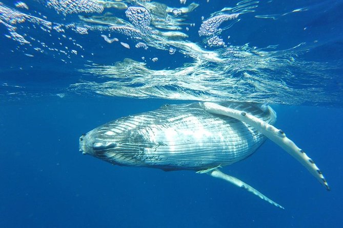 Whale Watching Tours in Bora Bora - A Real Whale Search Beyond Bora Bora’s Lagoon