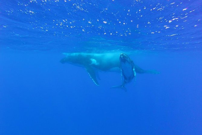 Whale Watching Tours in Bora Bora - What Happens During the 3.5-Hour Trip