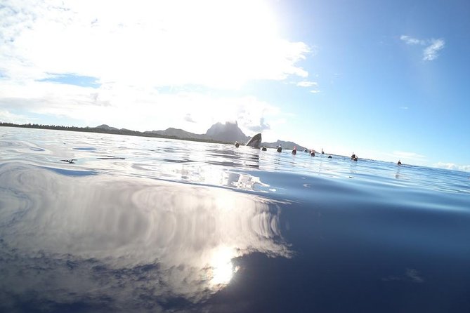 Whale Watching Tours in Bora Bora - My Verdict: Book It for Wildlife, Not Certainty