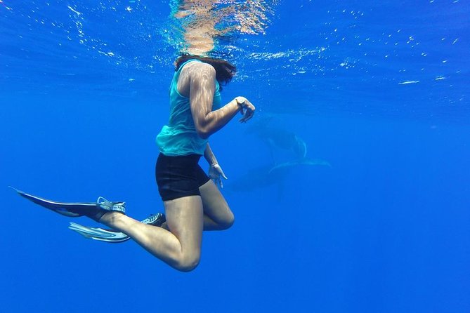 Whale Watching Tours in Bora Bora - The Search Is the Itinerary