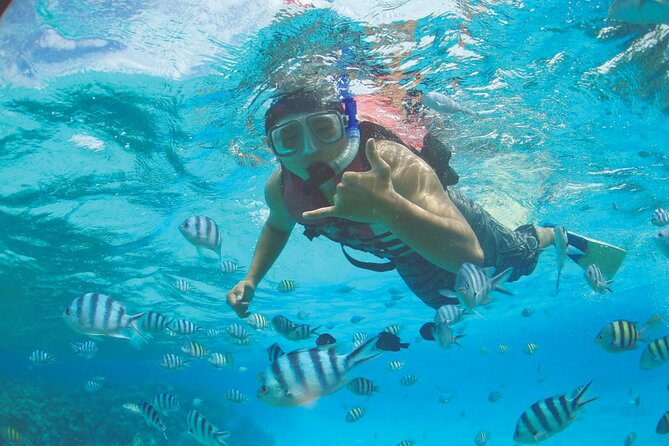 Zipline + Beach Package - Snorkeling among tropical fish and coral