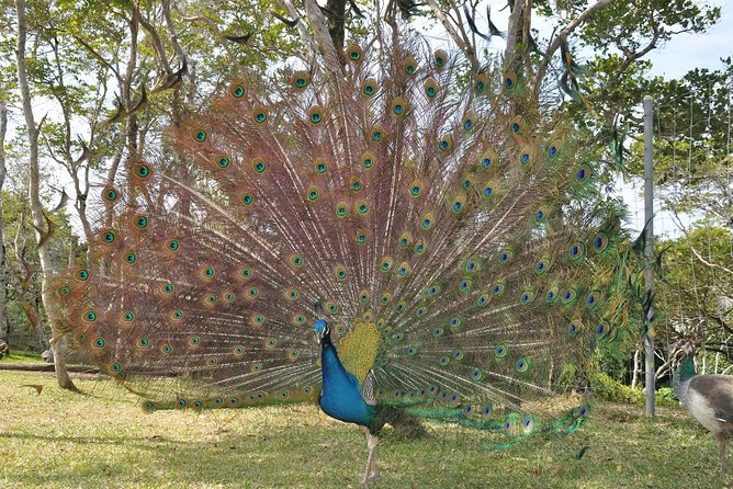 Zoological and Forestry Park Admission Ticket - What you see inside the Zoological and Forest Park