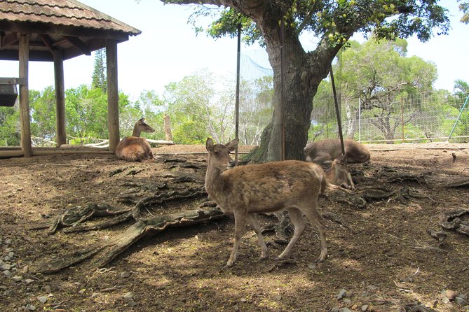 Zoological and Forestry Park Admission Ticket - Cruise-terminal pickup and the value of a small group